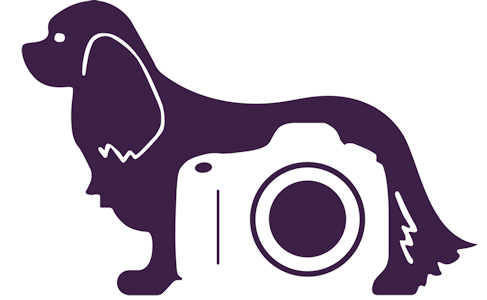 Oude logo Kyno Focus